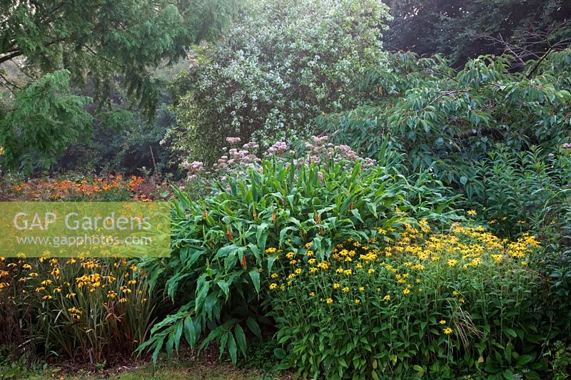 Misty September morning in Holbrook Garden, Devon, UK - helenium, Rudbeckia, Hoheria 'Holbrook', Crocosmia and Hedychium 'Assam Orange' just coming into flower