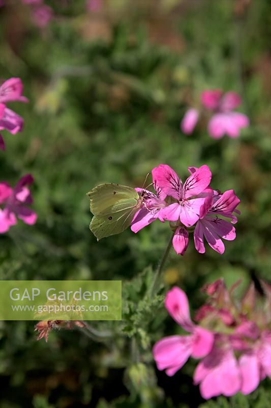 Pelargonium 'Pink Capricorn' with Brimstone Butterfly - Gonepteryx rhamnii