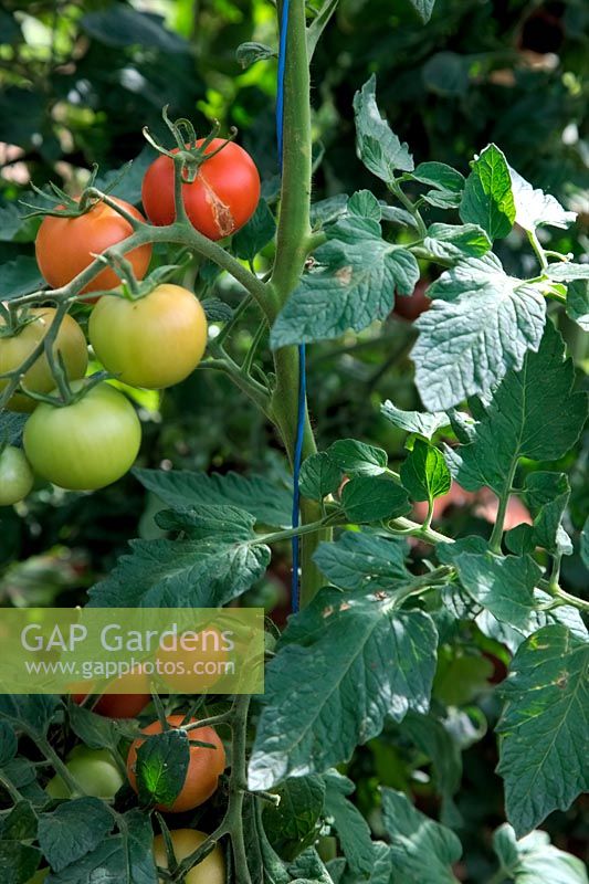 Solanum lycopersicum - Tomato trained up polypropylene strings hanging from above and anchored at base of plant