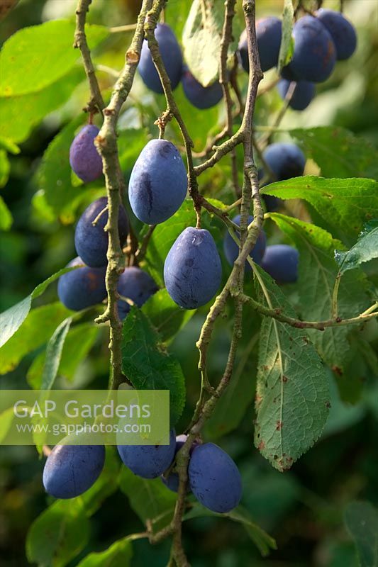 Prunus insititia 'Prune Damson' AGM Shropshire Damsons ready to harvest