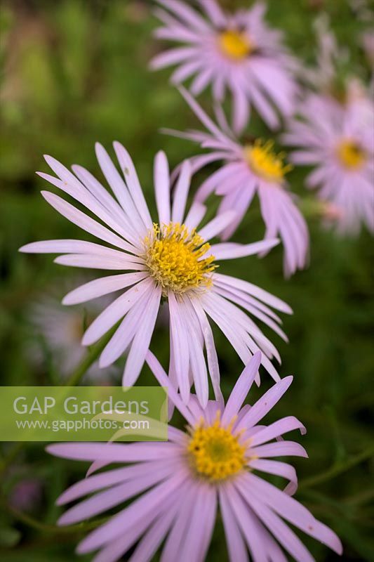 Aster pyrenaeus 'Lutetia'