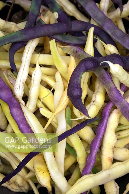 Climbing French Bean Phaseolus vulgaris 'Corona dÂ’Oro' and 'Cosse Violette' - harvested for whole beans to be cooked green