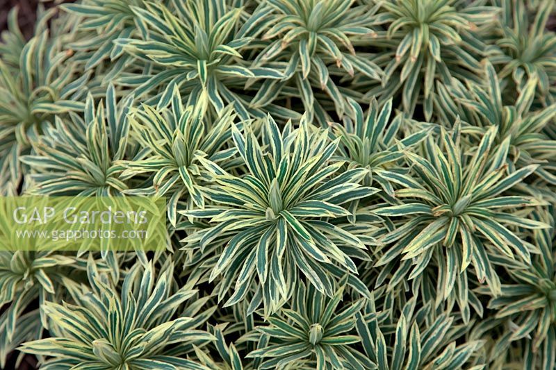 Euphorbia characias 'Tasmanian Tiger'  - PBR -   - v - 