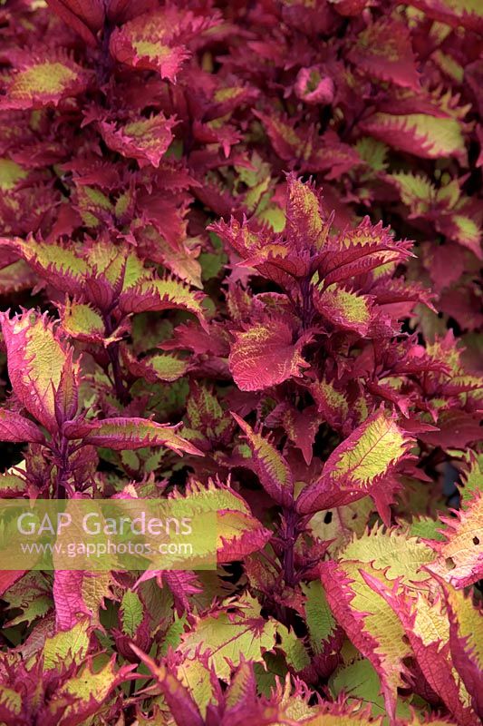 Coleus - Solenostemon 'Henna' syn. 'Balcenna'