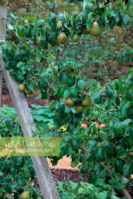 Pear - Pyrus communis 'BeurrÃ© Hardy'  - D -  AGM Espalier trained and grafted on Quince A rootstock - in mid September