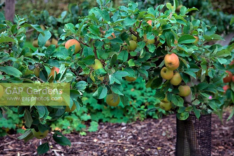 Apple - Malus domestica 'Sunset'  - D -  AGM trained as stepover cordon on M27 rootstock shown mid September