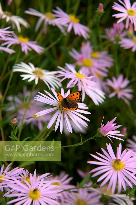 Small copper butterfly - Lycaena phlaeas feeding on Aster pyrenaeus 'Lutetia'