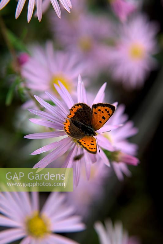 Small copper butterfly - Lycaena phlaeas feeding on Aster pyrenaeus 'Lutetia'
