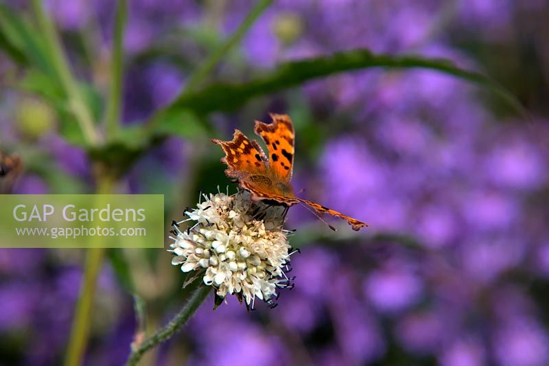 Dipsacus inermis with Comma butterfly - Polygonia c-album