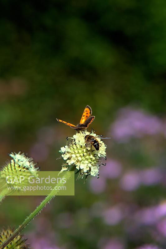 Small copper butterfly - Lycaena phlaeas feeding on Dipsacus inermis