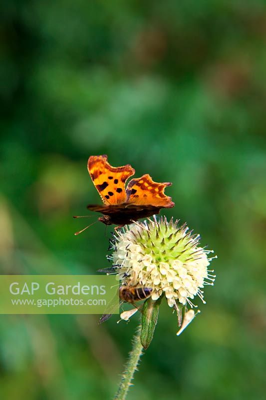 Dipsacus inermis with Comma butterfly - Polygonia c-album