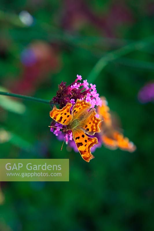 Verbena bonariensis AGM with Comma butterfly - Polygonia c-album and Small Tortoiseshell Butterfly - Aglais urticae