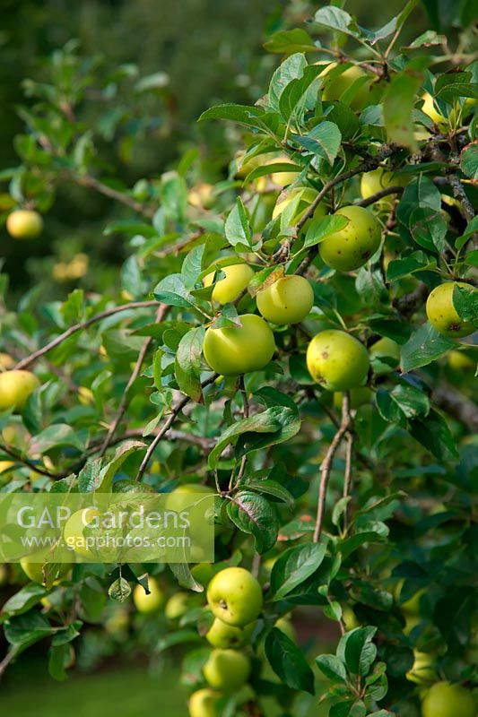 Malus domestica 'Golden Noble'  - C -  AGM - Apple trees on M26 rootstock