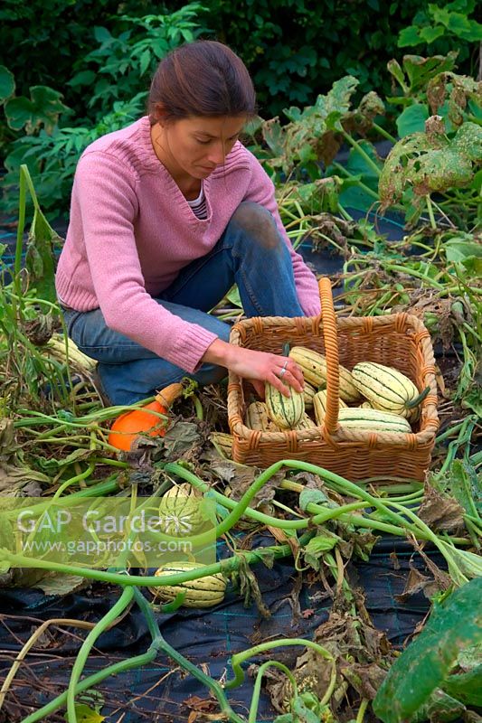 Woman gardener harvesting the winter squash harvest in mid October - Cucurbita maxima 'Uchiki Kuri' - orange, Cucurbita maxima 'Cornell's Bush Delicata' - green and cream