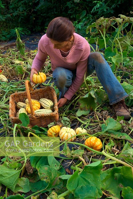 Woman gardener harvesting the winter squash harvest in mid October - Cucurbita 'Sweet Lightning' AGM - orange and cream, Cucurbita maxima 'Cornell's Bush Delicata' - green and cream