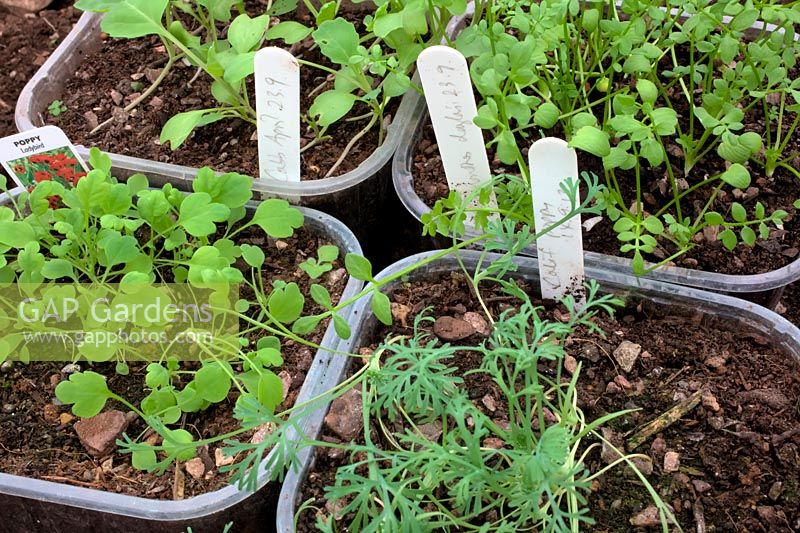 Autumn sown seeds using old fruit trays Papaver commutatum 'Ladybird' - Poppy and Spring cabbage - Brassica oleracea 'April', Eschscholzia californica - Californian Poppy, Limnanthes douglasii - Poached Egg Flower