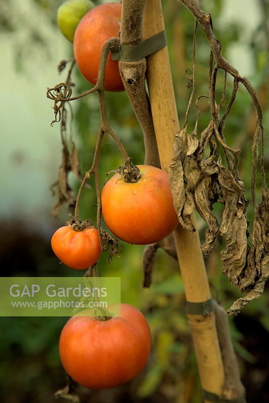 Solanum lycopersicum 'Longkeeper' - left on the vine to ripen - shown early November