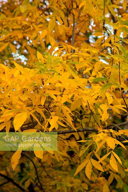 Carya ovata - autumn colour