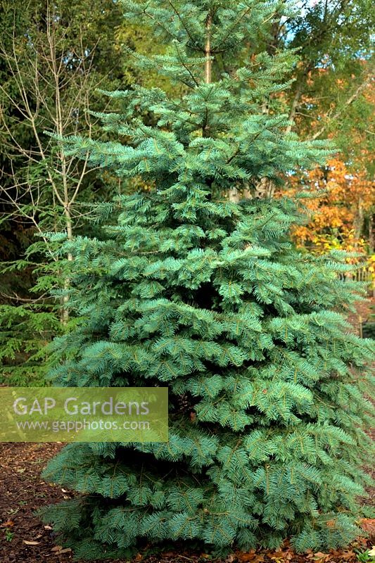 Abies concolor Lowiana group