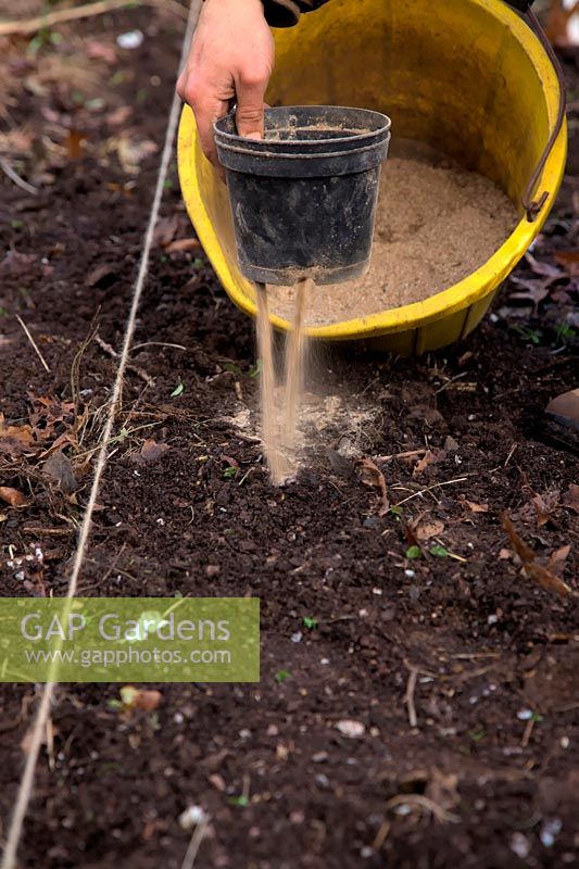 Applying organic fertilizer using old pots to control the flow of Blood Fish and Bone meal - applying to planted Garlic - Allium sativum