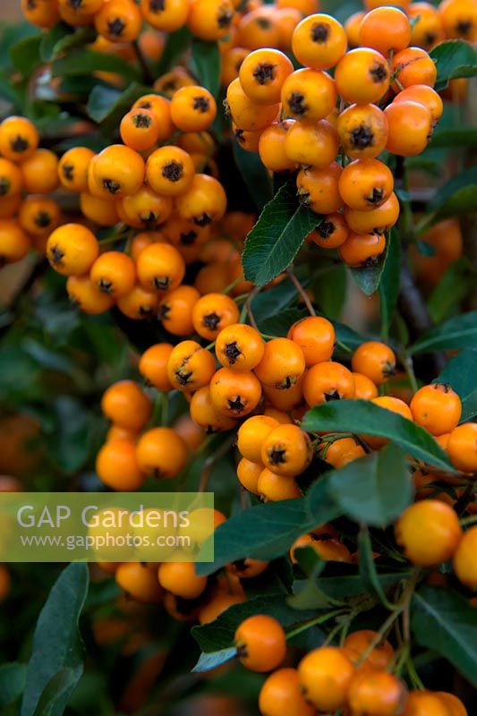 Pyracantha 'Golden Charmer' in November