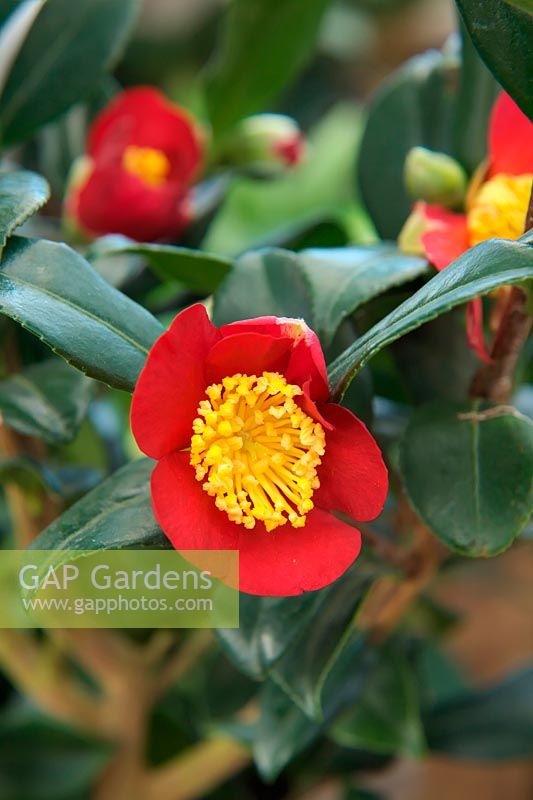 Camellia x vernalis 'Yuletide'