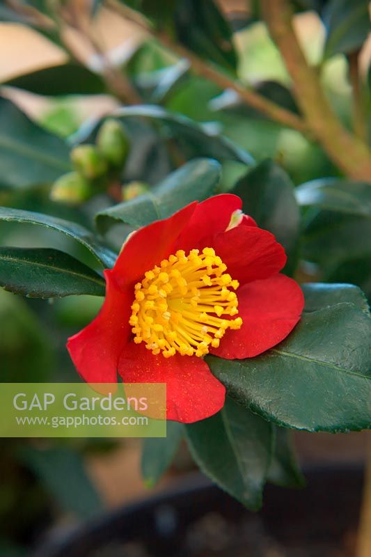 Camellia x vernalis 'Yuletide'