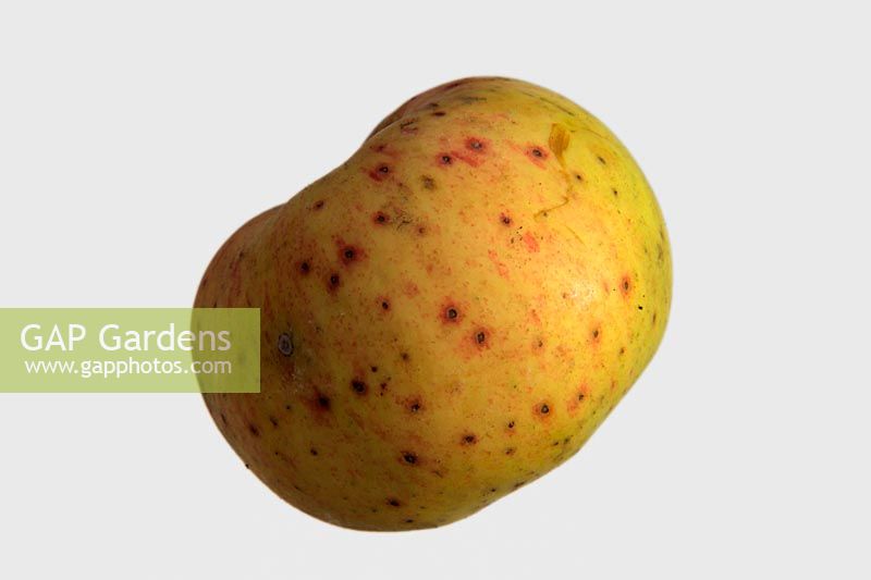 Bitter pit is a physiological disorder of apples - Malus domestica - white background