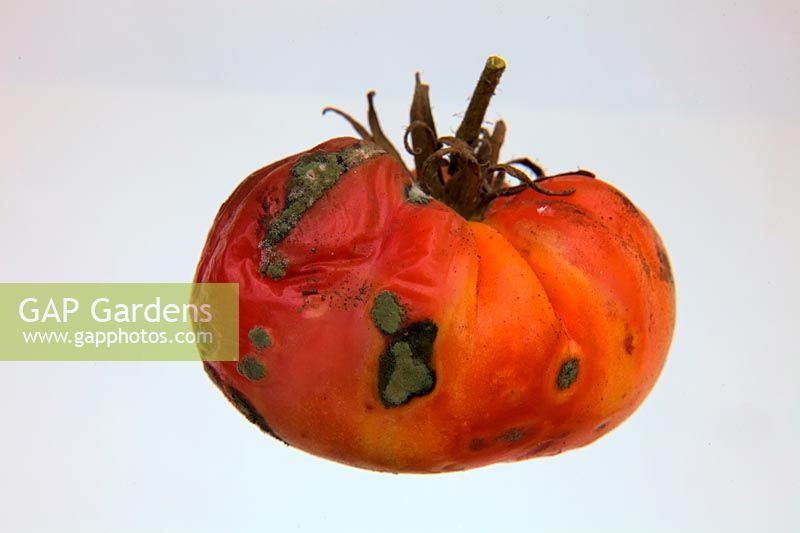 Decay on tomato - green background