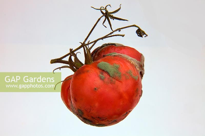 Decay on tomato - green background