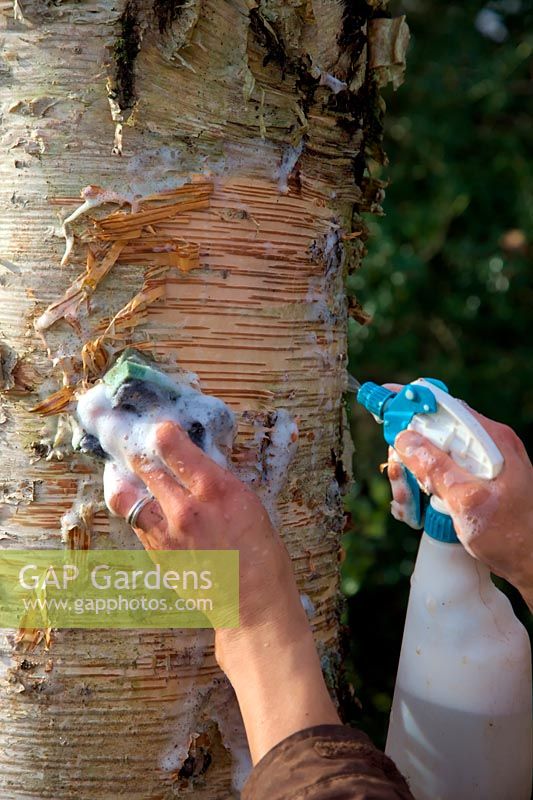 Woman gardener cleaning the trunk of Betula costata using a hand sprayer and sponge with soapy water to show off the attractive bark