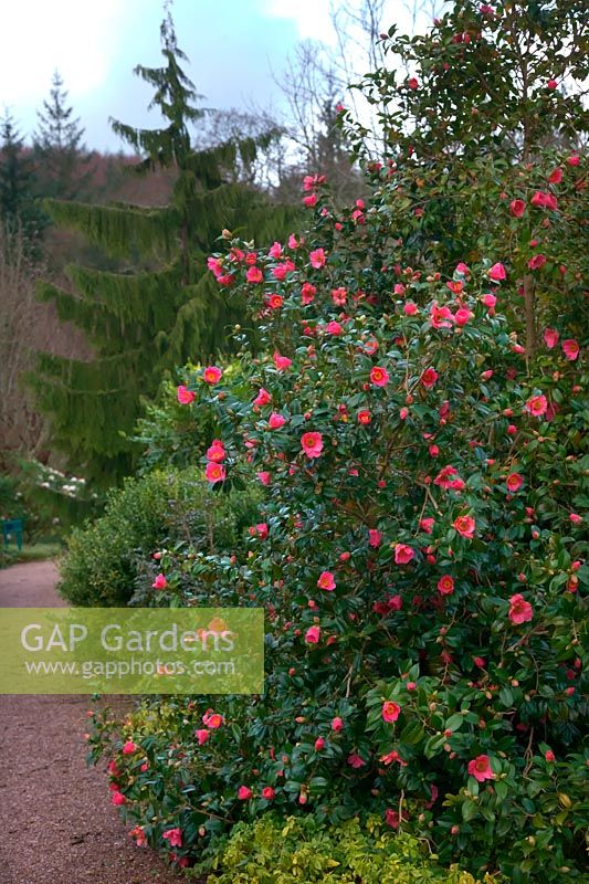 Camellia x williamsii 'Saint Ewe' AGM at RHS Rosemoor in late February