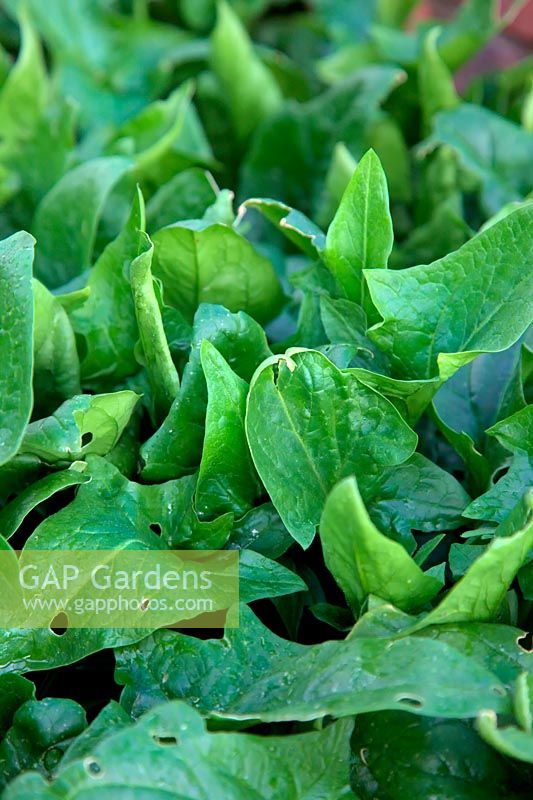 Spinacia oleracea 'Mikado' AGM - Spinach overwintered in cold frame