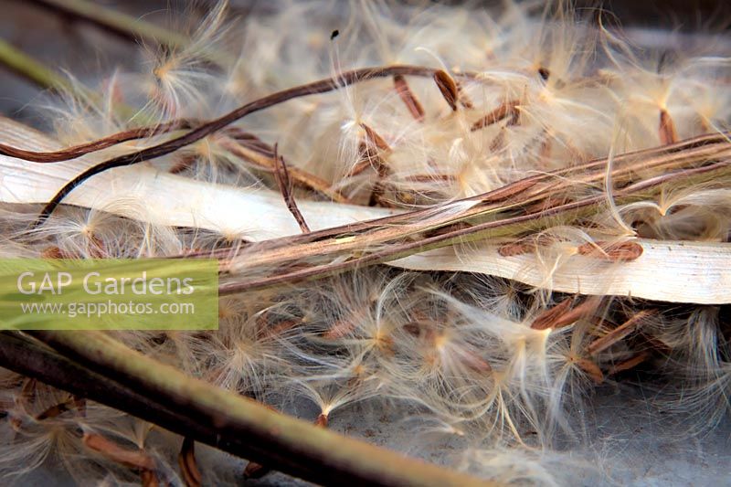 When ripe the seeds pods of Mandevillea suaveolens peel open to release to ripe seeds complete with their own parachute to aid wind dispersal