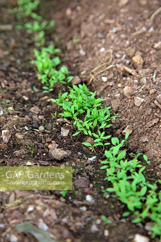 Petroselinum crispum - A January sown germinating drill of parsley seed in late February - protected crop in greenhouse