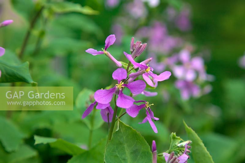 Orychophragmus violaceus 'February Orchid' salad vegetable crop in March