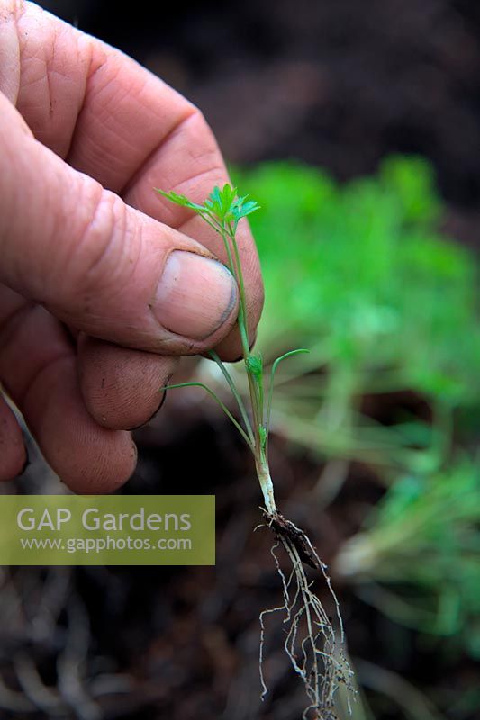 Pricking out seedlings of Cenolphium denudatum syn Seseli libanotis in early spring. Hold seedlinsg by leaf to avoid damage and fungal infection to plant core