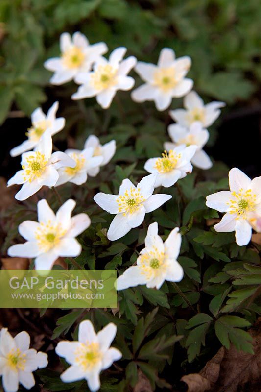 Anemone narcissiflora - Windflower