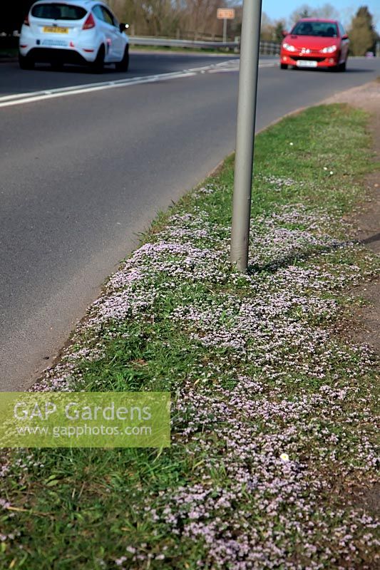 Cochlearia danica early scurvy grass or Danish scurvy grass thrives in the salty roadside conditions resulting from winter salt use.