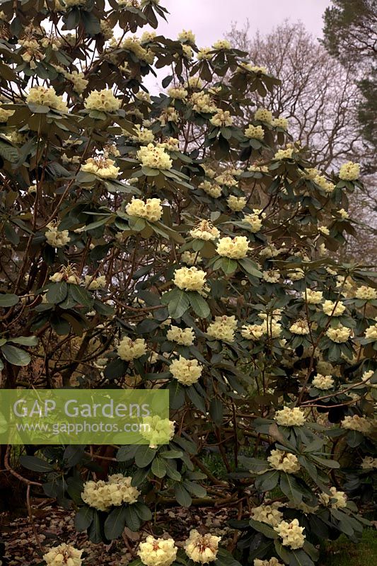 Rhododendron macabeanum AGM