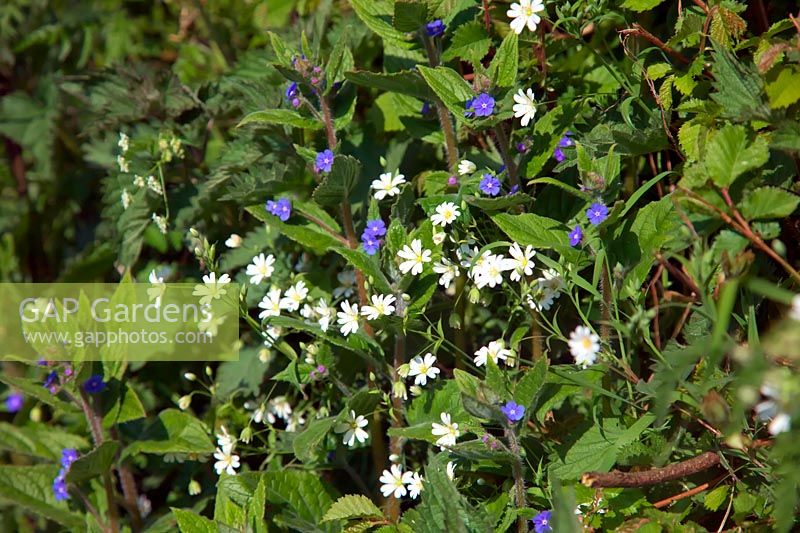 Stellaria holostea - Stitchwort with Green Alkanet - Pentaglottis sempervirens