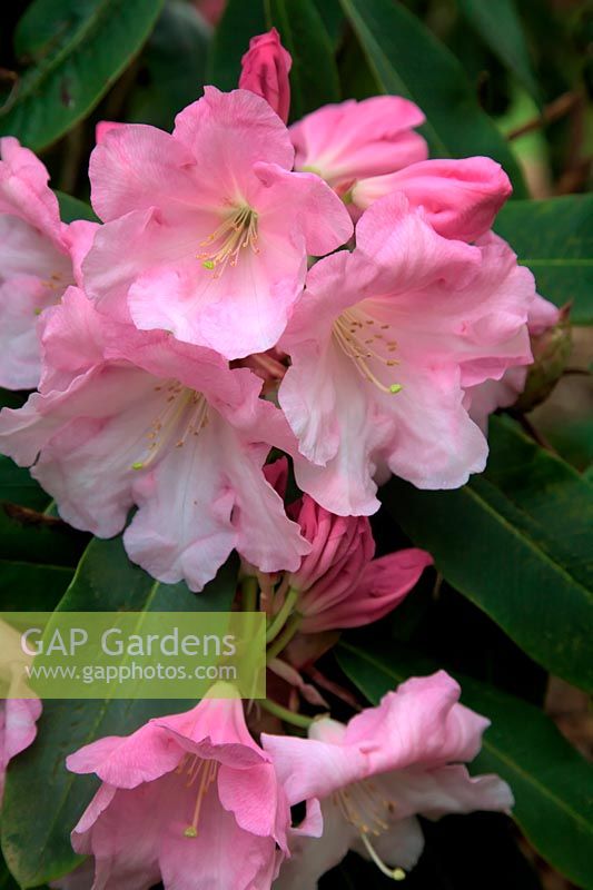 The huge and fragrant flowers of Rhododendron  - Loderi Group -  'Loderi King George' AGM