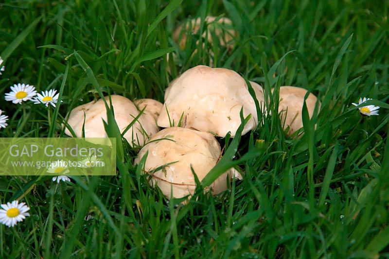 St Georges Mushroom in grass in early May - Tricholoma gambosum