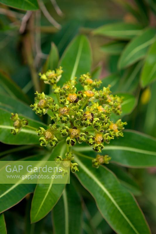 Euphorbia x pasteurii flower