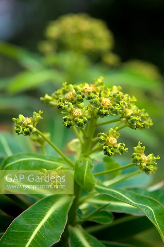 Euphorbia x pasteurii flower