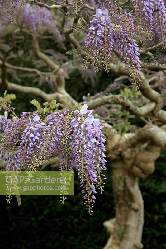 Wisteria sinensis grown as a self supporting tree