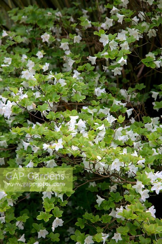 Rhododendron quinquefolium  - A - 