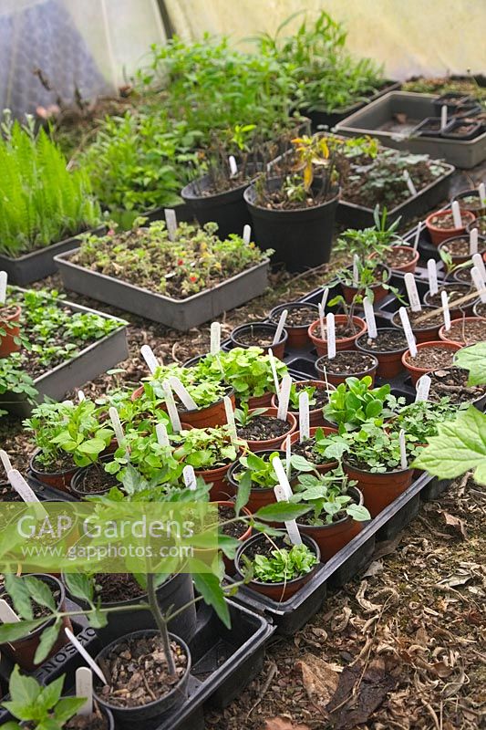 Spring sown seedlings of herbaceous plants hardening off before repotting