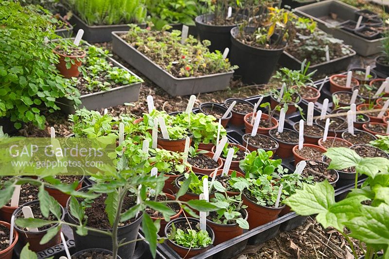 Spring sown seedlings of herbaceous plants hardening off before repotting