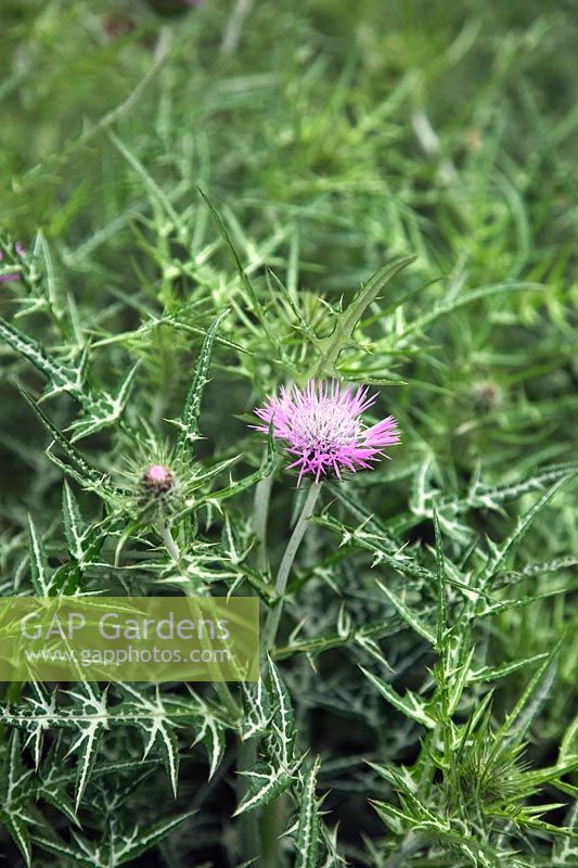 Galactites tomentosa